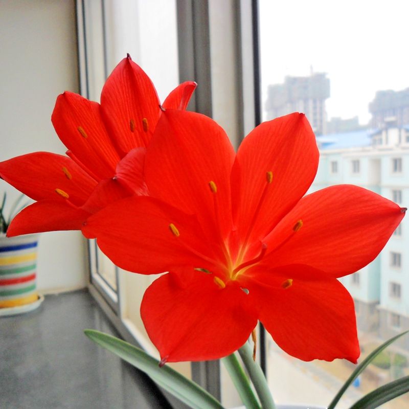 紫根兰 开花球乔治百合包对版好养活室内室外阳台庭院盆栽好养 球径