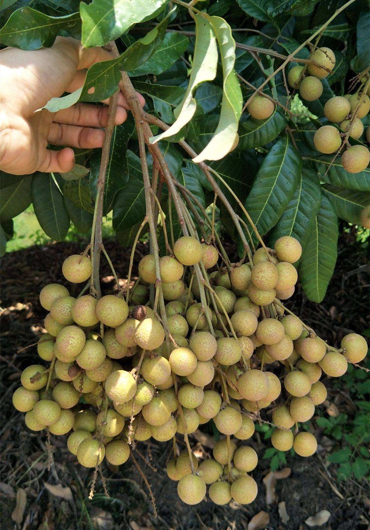 带土带叶当年结果无核龙眼苗树嫁接苗四季储良龙眼南方特大石硖龙眼大