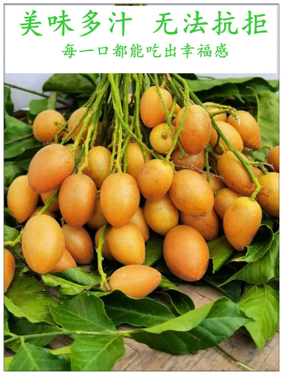 顺丰空运广东黄皮果鸡心黄皮果孕妇水果酸甜多汁应季生鲜现摘现发人工