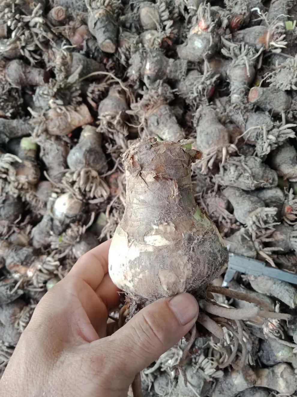 精选现发蜘蛛兰基地直销水鬼蕉花盆赏花观叶花卉盆栽植物45厘米5个