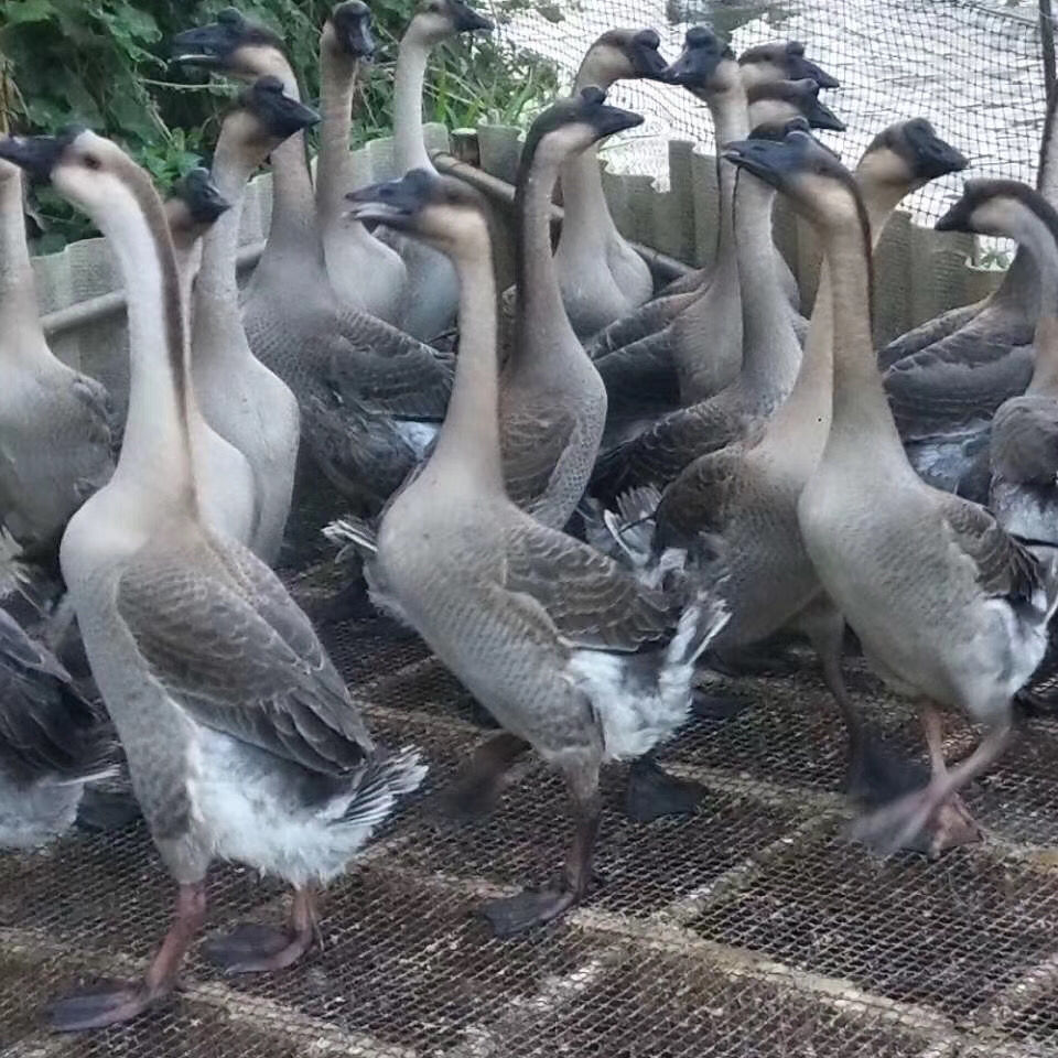 广东清远佛山黑棕鹅乌鬃鹅农家散养老鹅冰新鲜鹅肉整只现杀广东省内