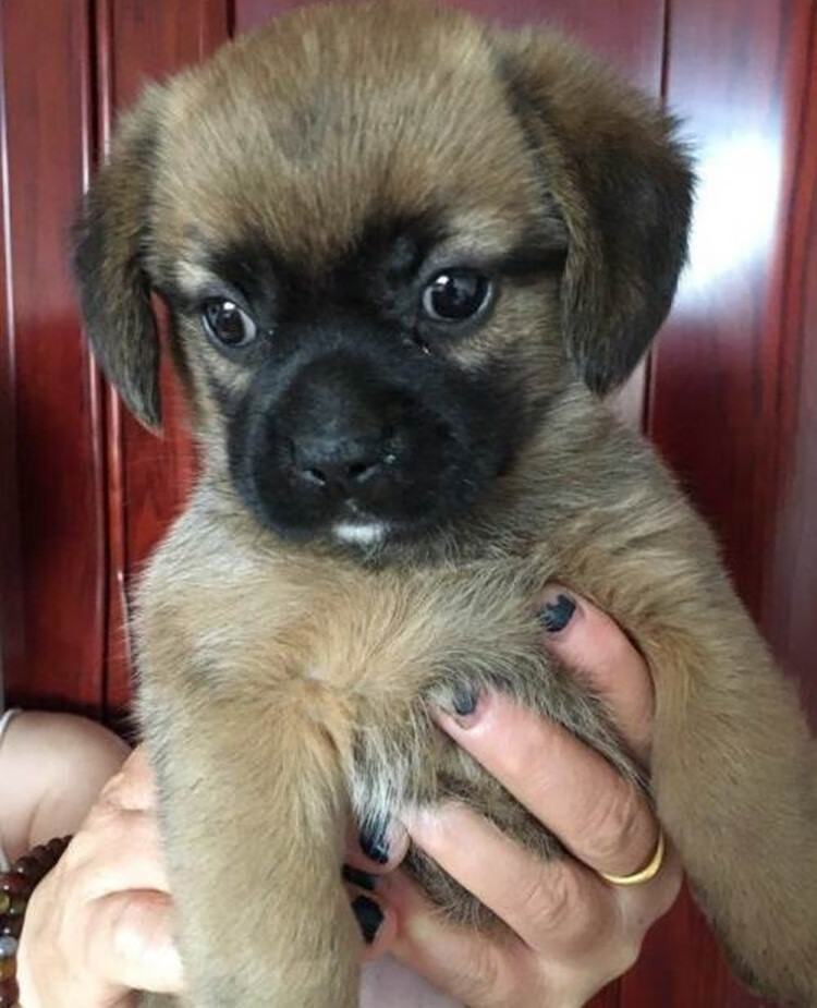 【精选推荐】串狗活体小狗中华田园犬家养幼犬串串土狗狗狗活体宠物狗