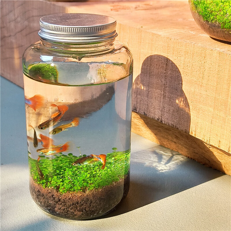 微景观生态瓶创意迷你玻璃瓶鱼缸办公室绿植水草种子发芽记录 圆柱