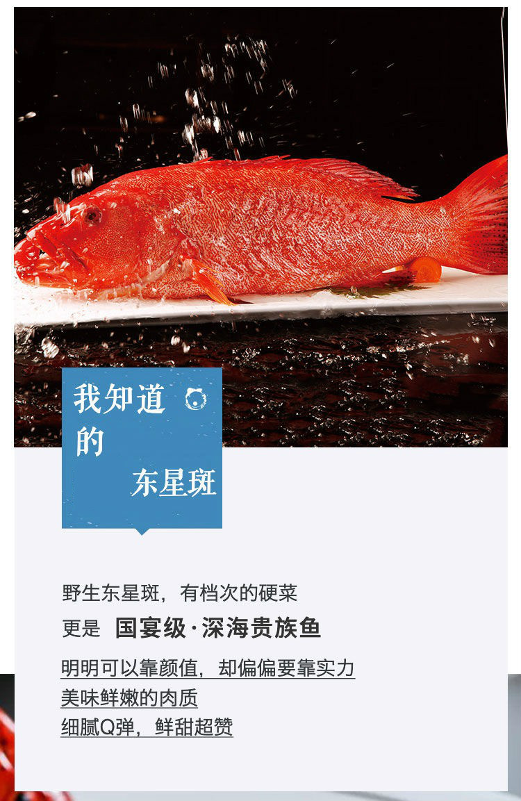 新鲜鲜活冷冻东星斑石斑鱼燕尾斑瓜子斑深海海鱼冰鲜