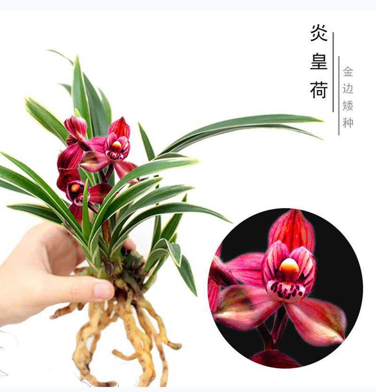 苗花卉边艺建兰四季兰草超香富贵临门5苗连体包活包开花裸根不带土