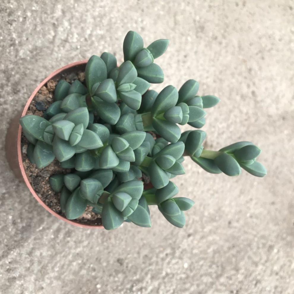 芊阙仙人球金元宝芦荟多肉稀有品种吉祥之物吸甲醛绿植盆栽大金元宝