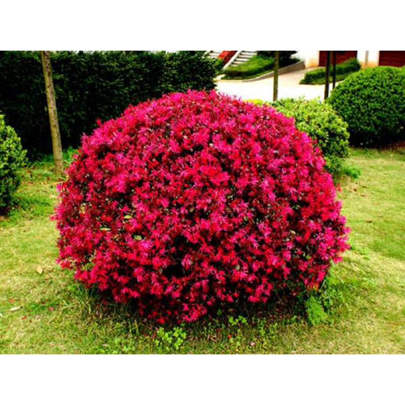 植物四季常青花卉灌木观赏绿篱工程绿化树苗 红花继木球60厘米冠幅