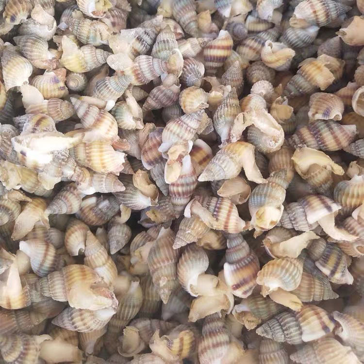 鲜活速冻海螺丝新鲜钉螺大红枣螺冷冻半斤