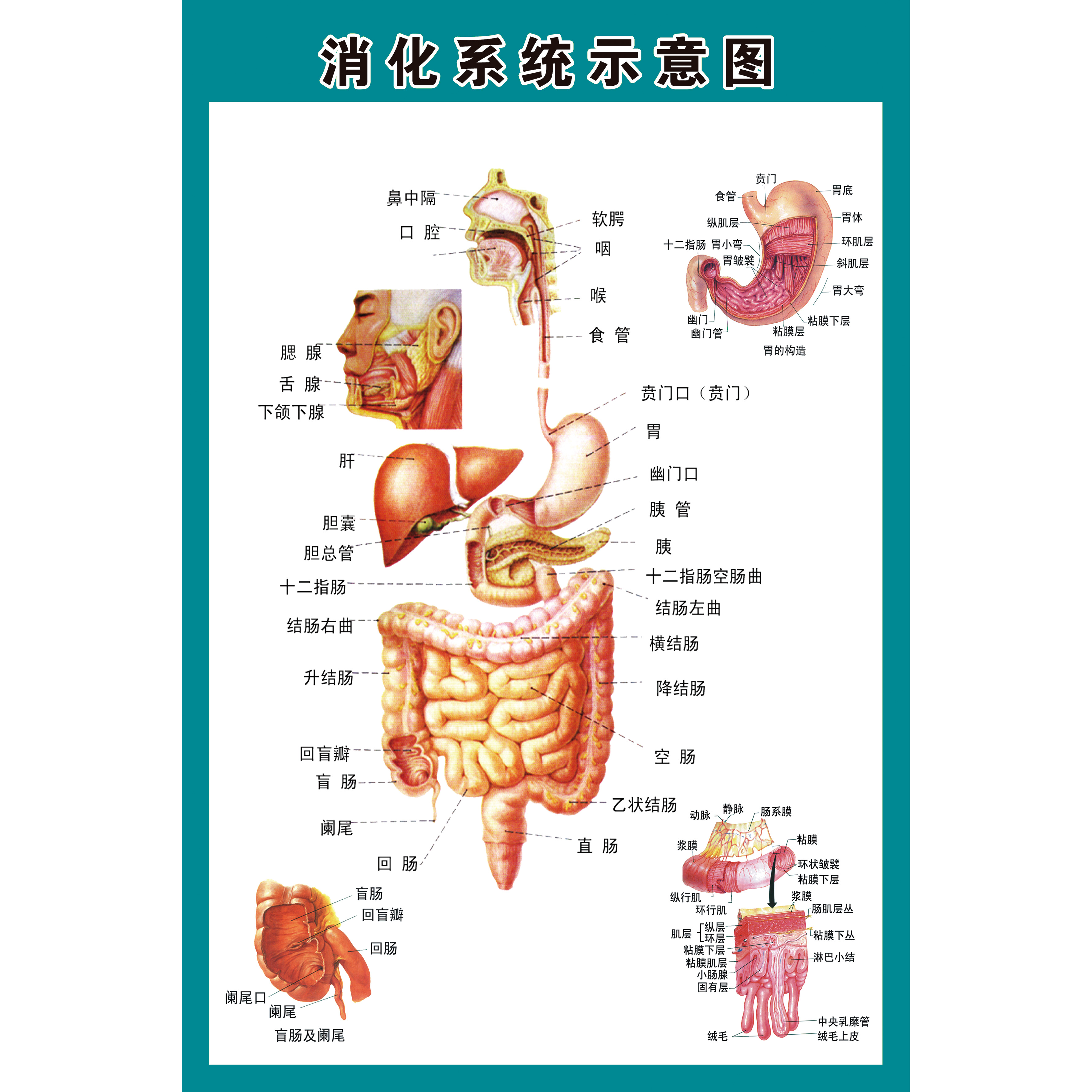 人体结构骨骼内脏消化神经血管肝胃生殖解剖系统示意图医学挂图胃部