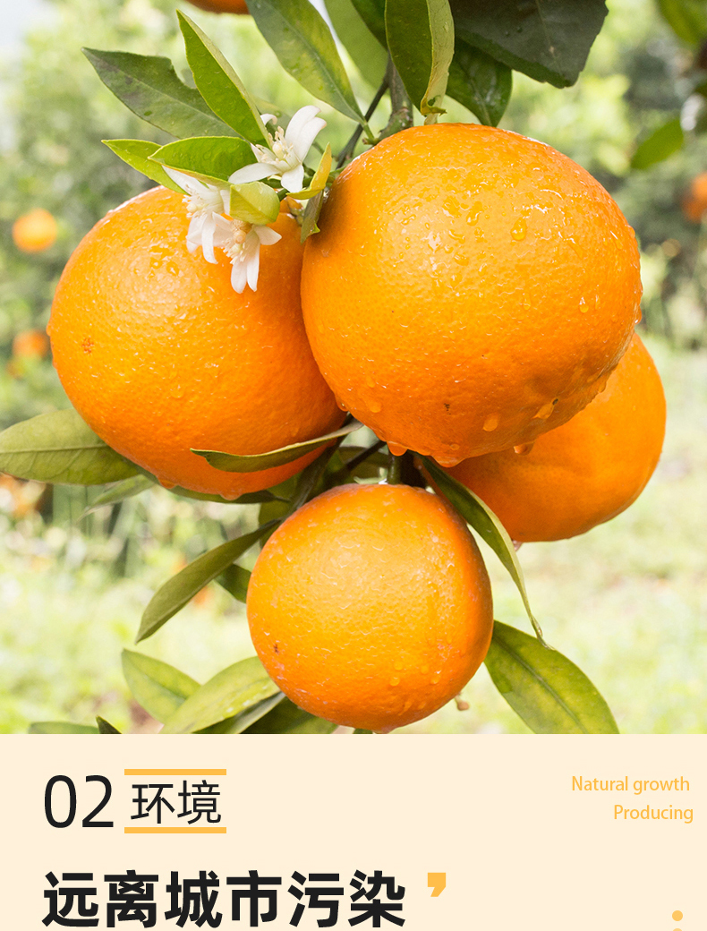 江西夏橙橙子新鲜10斤大果当季时令赣南水果手剥冰糖甜橙脐橙9 65mm