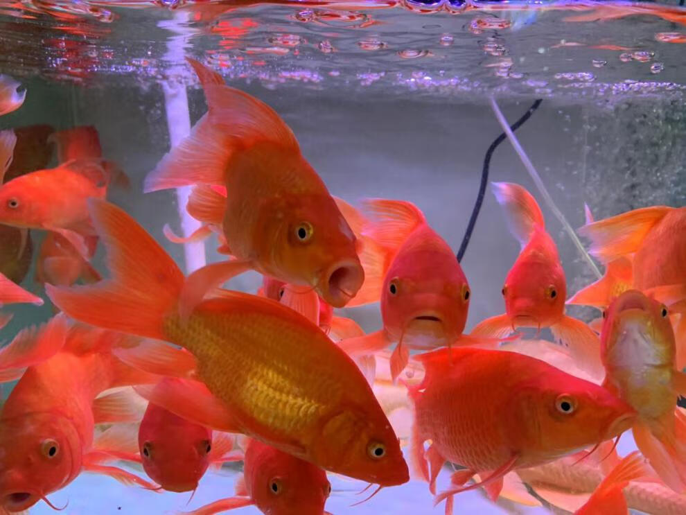 族萃火红蝴蝶鲤冷水鱼球体锦鲤红色贵妃龙凤蝶鲤大鳍长尾观赏鱼苗活体