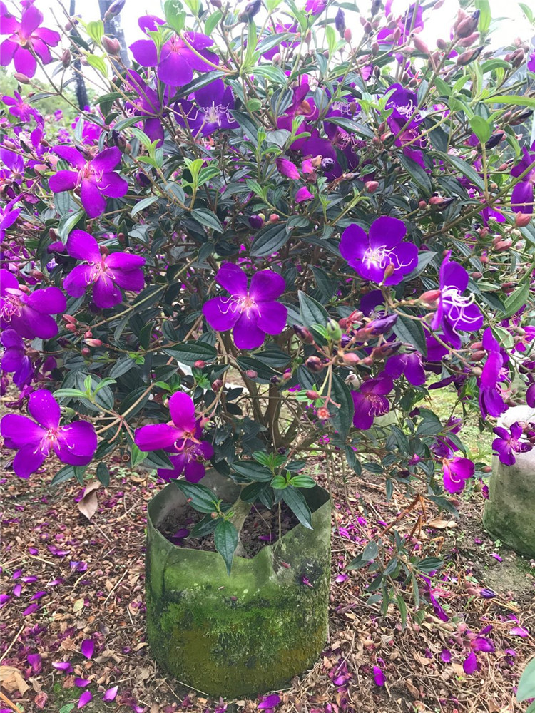 四季开花巴西野牡丹紫牡丹绿植花卉阳台植物紫色野牡丹花苗盆栽yz很多