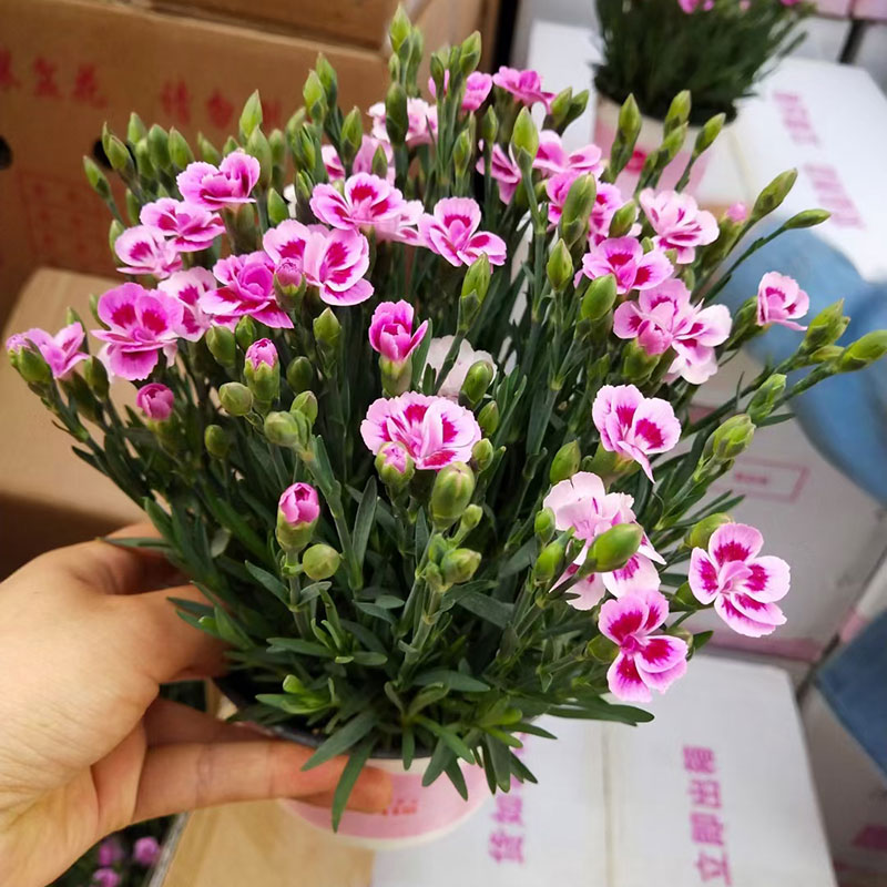 德骊嘉进口初吻康乃馨盆栽花苗带花苞室内客厅阳台四季花卉植物红色系