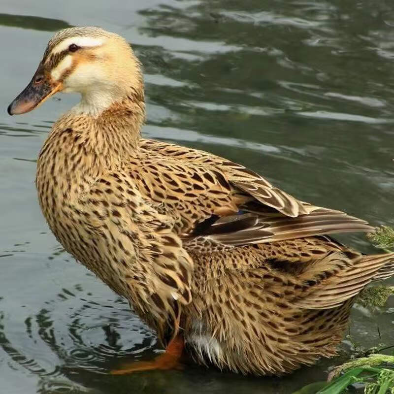 农家散养鸭子土鸭整鸭笨鸭活鸭农村现杀鸭鸭子鲜冷冻鲜鸭白条一只2斤