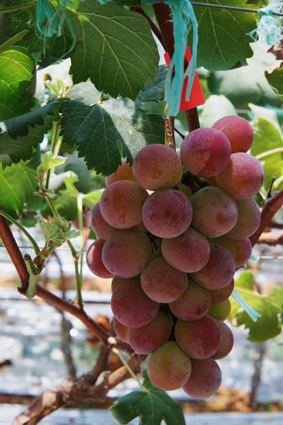 伯贤(boxian) 妮娜皇后葡萄红晴王罗马红宝石红提/1串750g应季新鲜