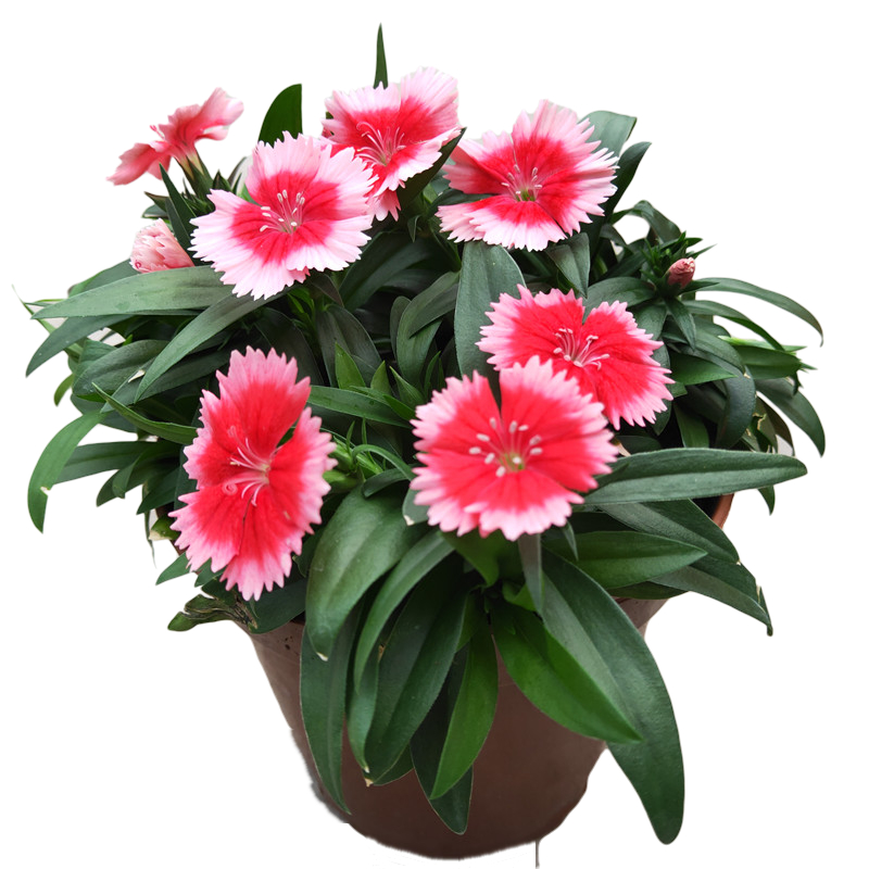 石竹花盆栽春秋耐寒植物多年生室外庭院阳台绿植小苗自立单瓣 石竹大