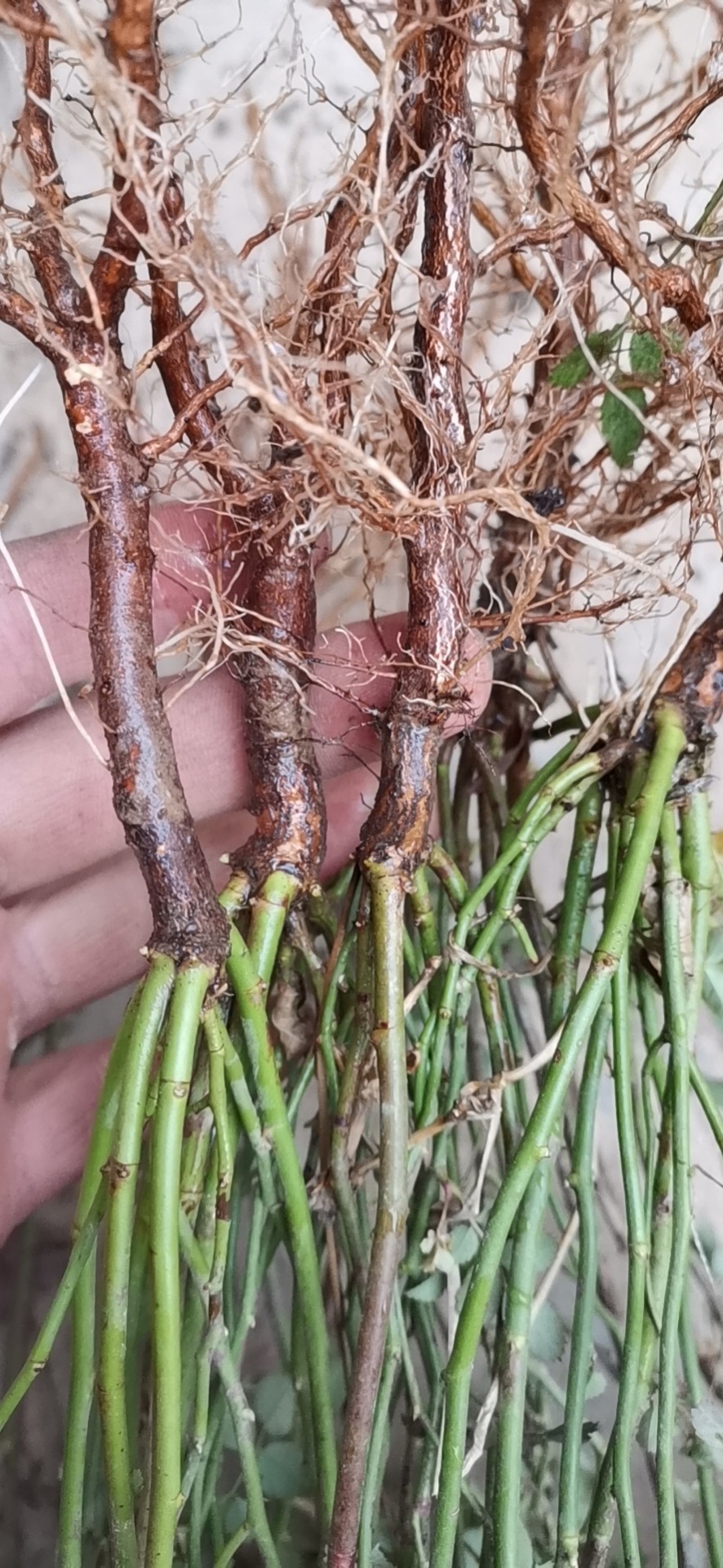 蔷薇实生根 月季嫁接砧木 盆景提根 1.5～2.