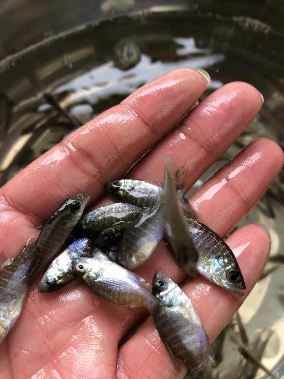 蓝鳃太阳鱼杂交金边太阳鱼苗太阳鱼淡水养殖冷水小型鱼原生活体12月30