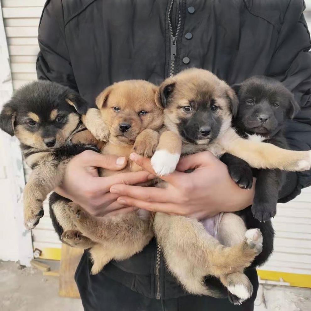 荣郁土狗活体大型土狗活物苗农村看家护院犬本地土狗苗幼崽犬已打疫苗