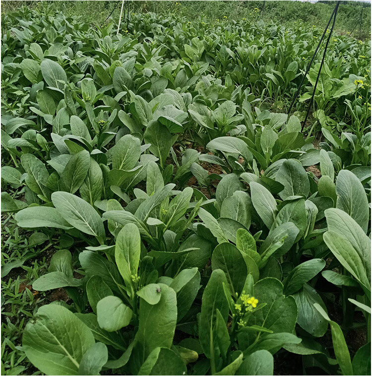 四季农家春季播蔬菜种孑宁夏菜心种子尖叶甜菜心种籽60天70天80天 400