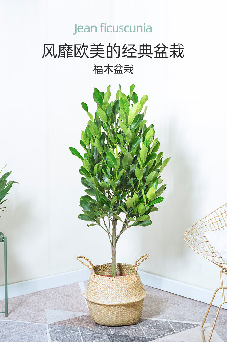 福木盆栽福树室内客厅大盆景四季常青观赏花易养寓意好吸甲醛绿植高