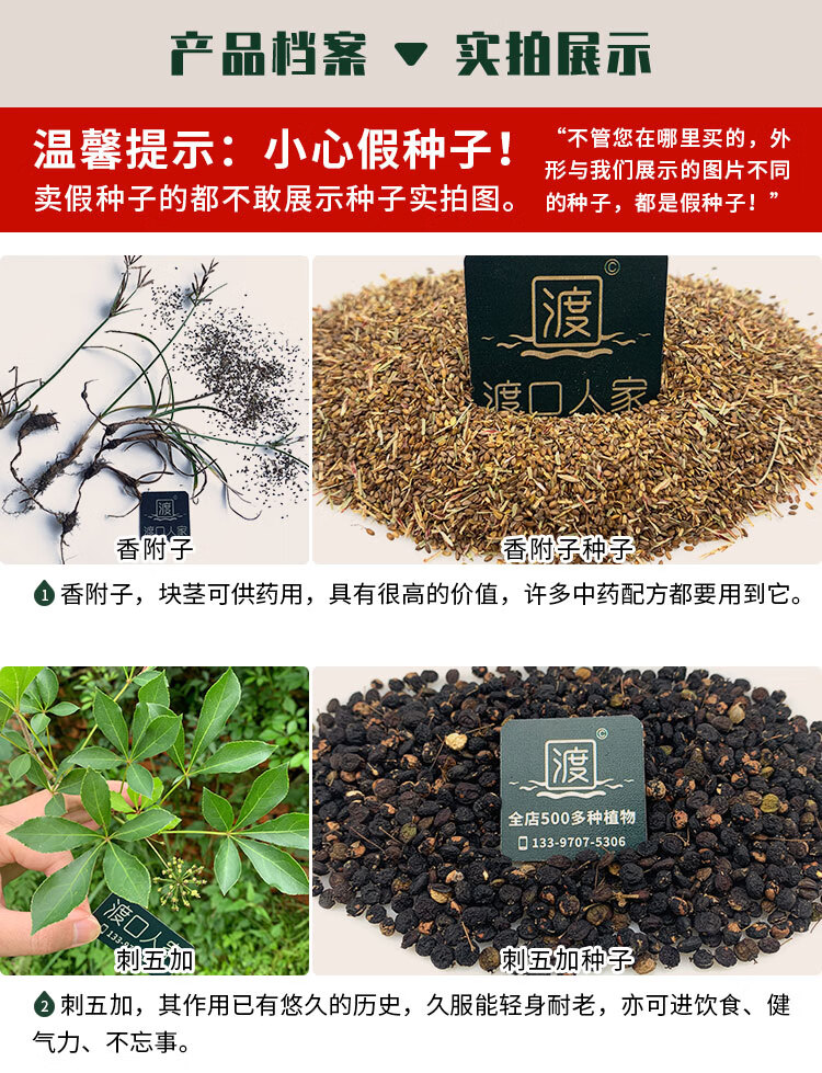 歌传驱寒暖身药材种子香附子刺五加蛇床金钩子艾草黑芝麻阳荷白苞蒿籽