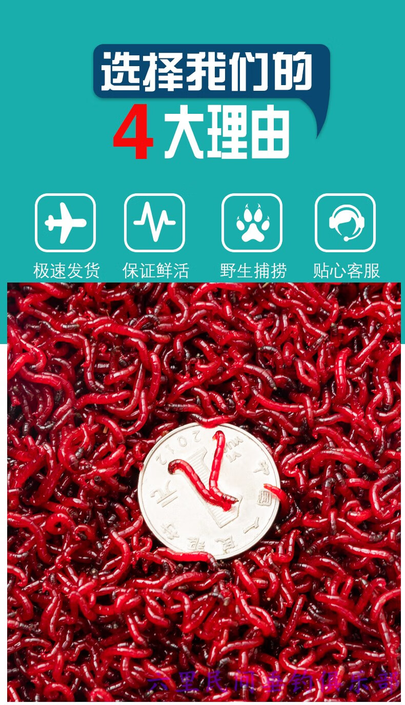 红虫活饵特大号公虫活体鲜活喂鱼饵拉饵鲫鱼野钓饵料钓鱼红虫蚯蚓