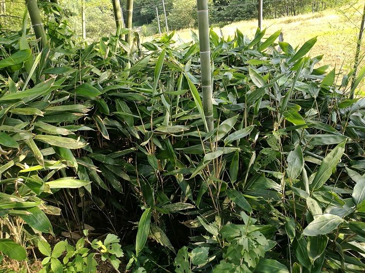 新鲜大粽叶江西现摘粽子叶真空棕叶箬叶100片 100片 粽绳 2斤糯米