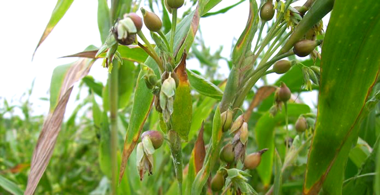 草珠子种子可做菩提子草菩提手链草珠门帘庭院大田春夏