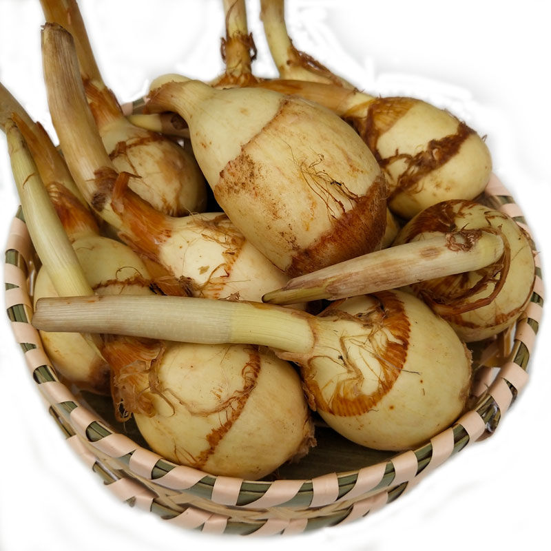 云南大慈姑新鲜现挖大茨菇现挖现发马蹄蔬菜茨菰蔬菜白慈姑批发大号