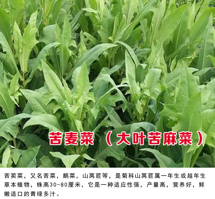 大叶苦麻菜30克简装【图片 价格 品牌 报价】-京东