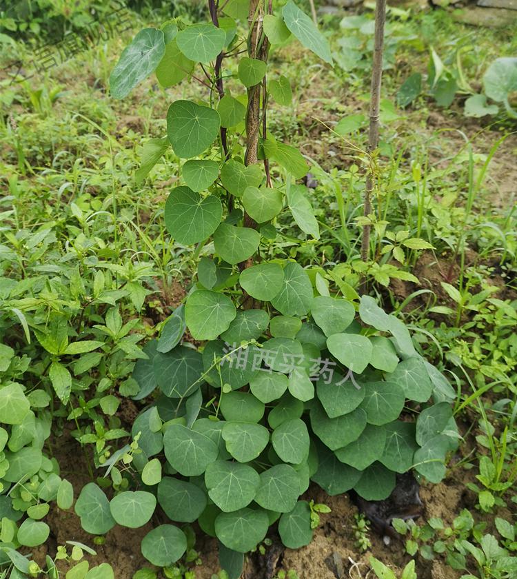 千金藤种苗湖南野生金线吊乌龟中药材头花千金藤白药子草药种苗根块