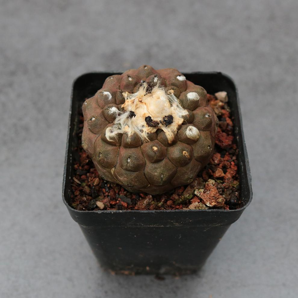 仙人球合集星兜组合套餐鸾凤玉多肉植物仙人掌盆栽开花仓宝田34cm裸根