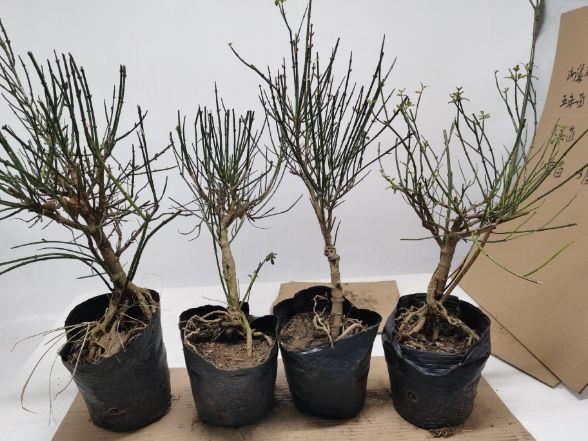 精品迎春花2厘米粗盆景一物一拍30号【图片 价格 品牌 报价】-京东