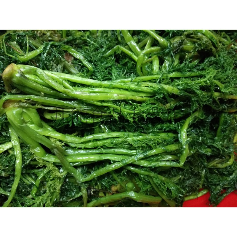 雪里红腌菜雪菜咸菜雪里蕻酱菜农家自制脆爽下饭菜新鲜500g2斤