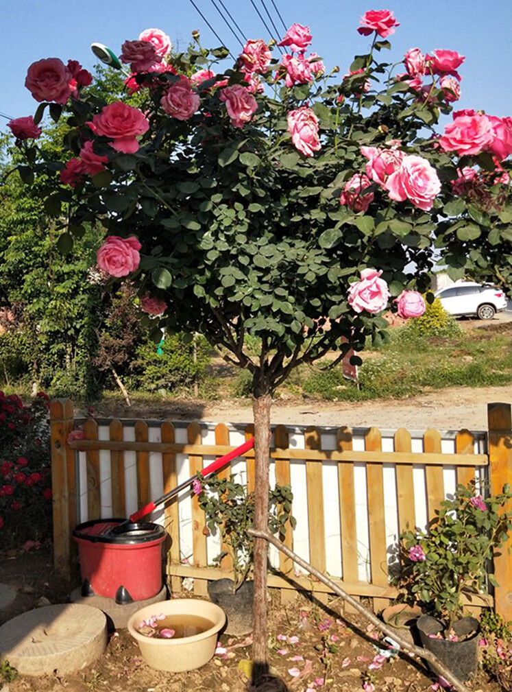 高杆月季玫瑰树苗庭院阳台盆栽树桩树形树状浓香大花多色四季开花1