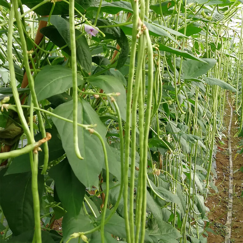 小五葉豇豆種籽早熟高產芸豆長豆角梅豆種子春秋四季播種蔬菜種孑 原