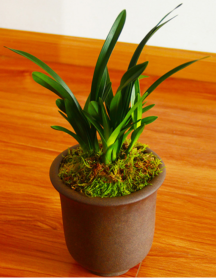 矮种兰花苗达摩灵素荷四季常绿兰花浓香室内花盆栽花卉室外绿植达摩