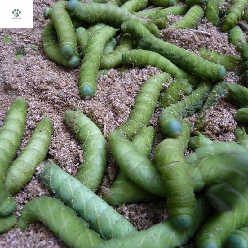 绿色豆青虫活体发货猪儿虫豆丹豆青虫活芝麻虫豆虫食用钓鱼等 20条