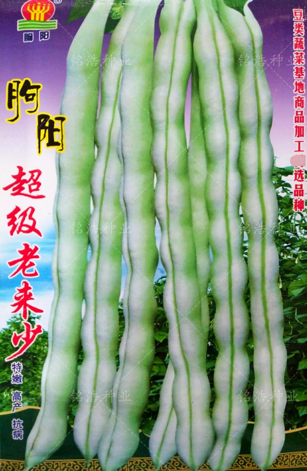 老来少九粒白芸豆种子架豆角种籽早熟高产春秋季四季蔬菜农家大田朐阳