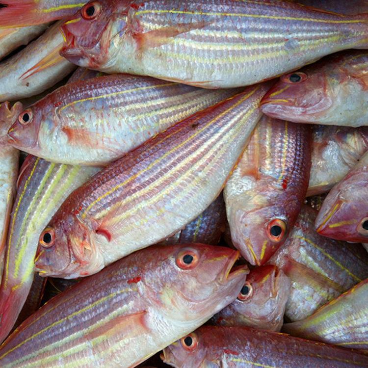 顺丰直达海鲜大金丝鱼新鲜金线鱼深海捕捞红衫鱼香头鱼生鲜海水鱼福茹