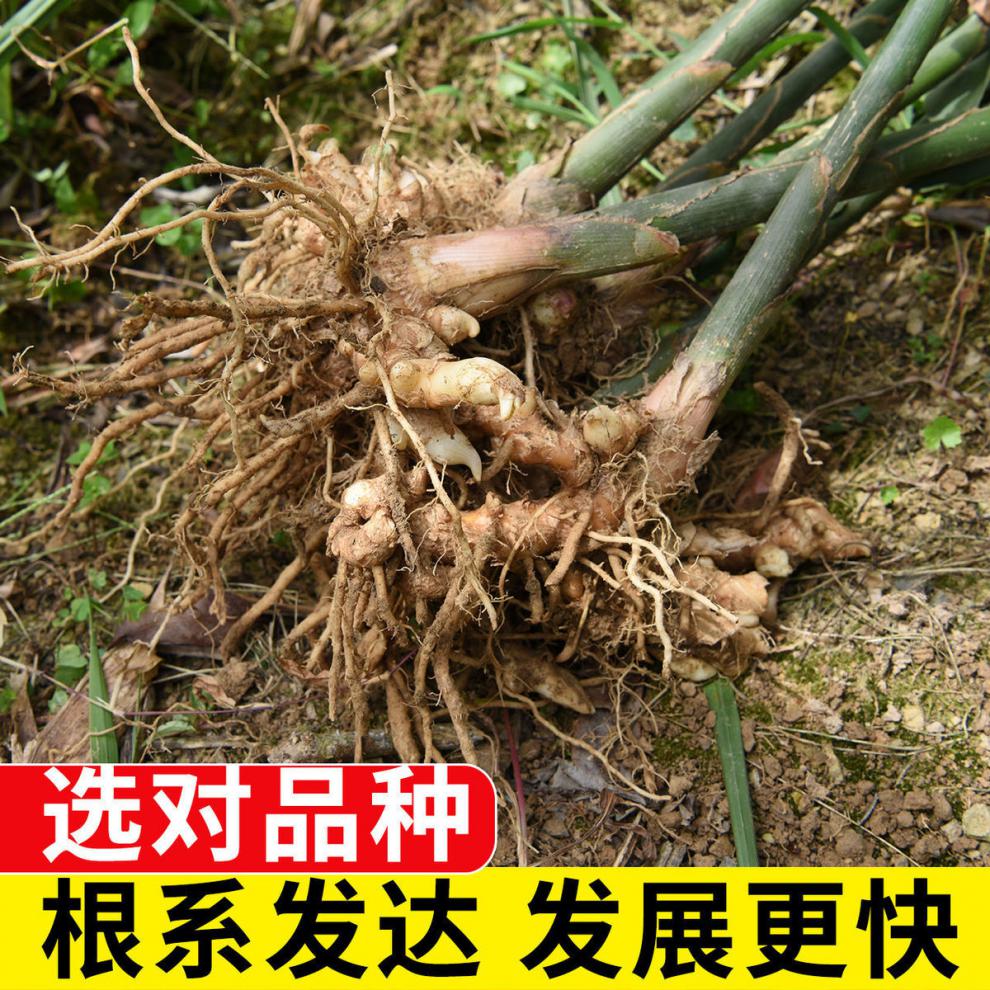 京力阳荷种苗洋荷姜种根湖北恩施洋荷笋新鲜蔬菜洋霍姜阳姜洋荷种根1