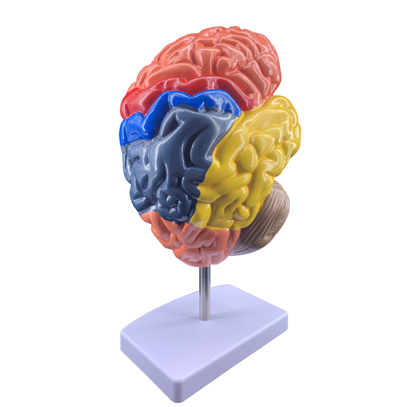 人体大脑模型脑血管模型脑解剖模型医学脑颅头教学模型可拆分8件大脑8