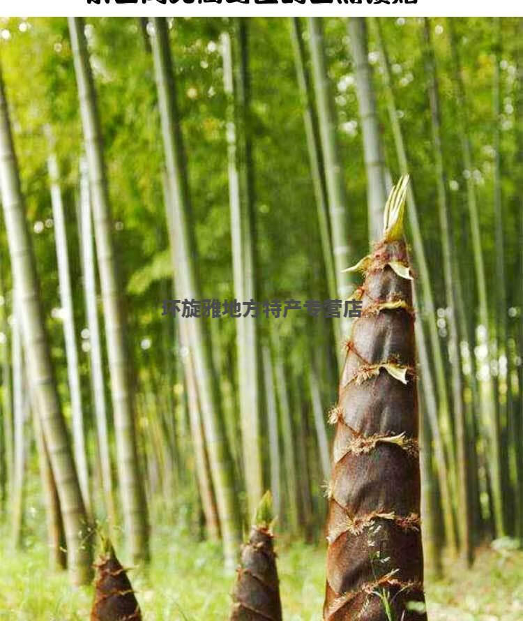 玉兰笋片笋尖280克冬笋春笋水煮笋清水笋凤尾笋火锅笋农家土特产280g