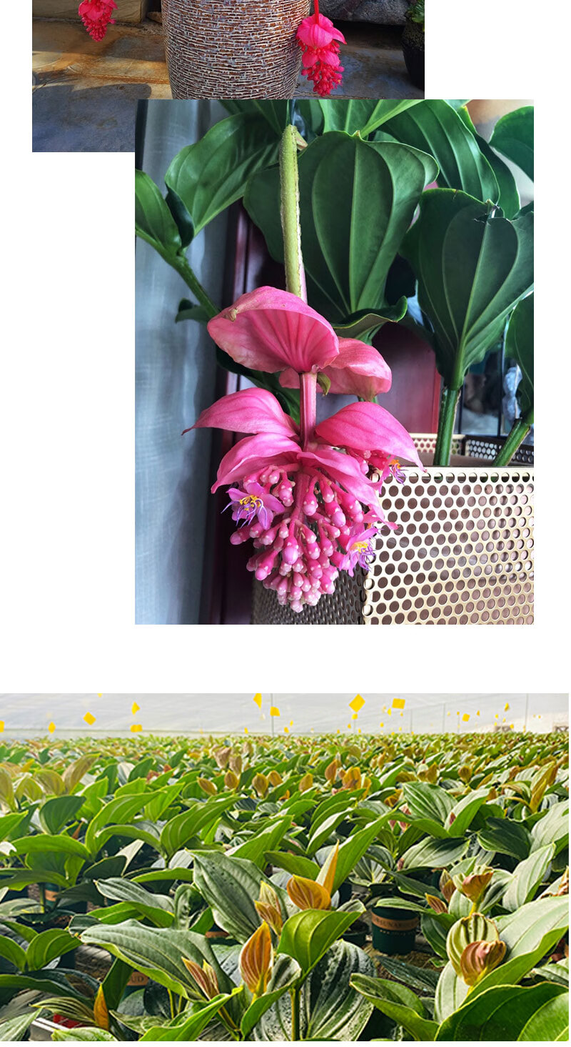 宝莲灯花卉荷兰盆栽四季开花办公室客厅绿植室内带画苞宝莲灯4个花苞