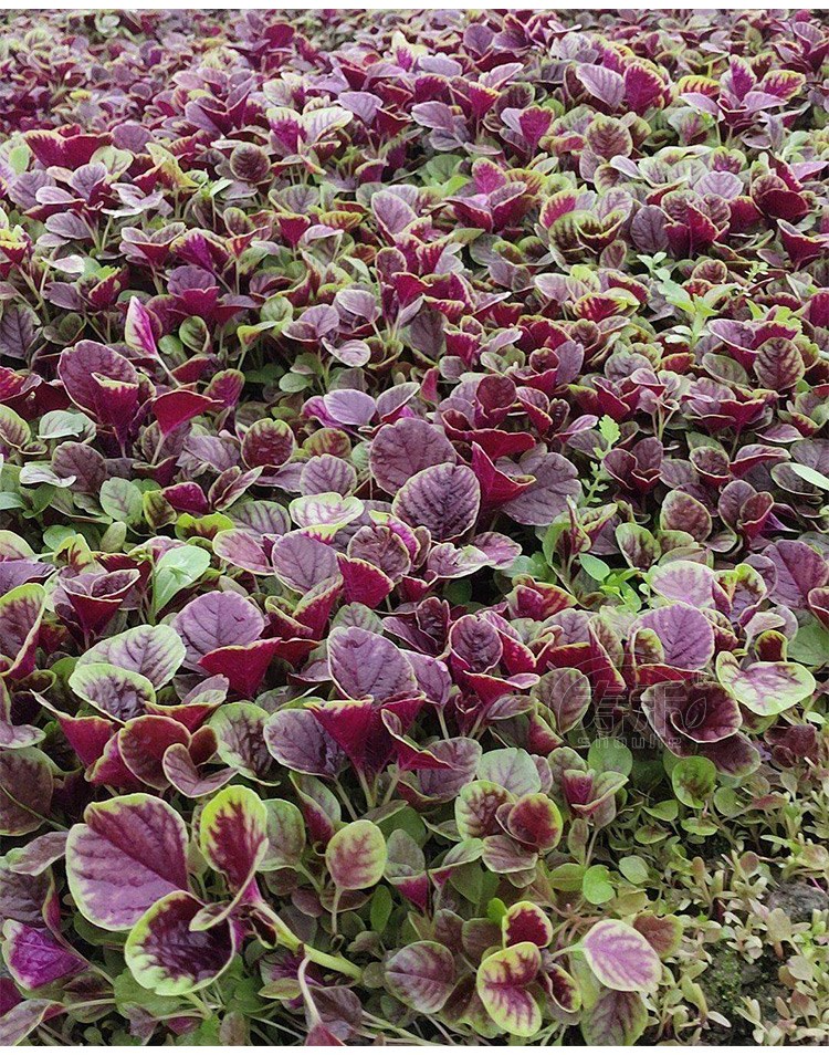 改良港种大圆叶红苋菜种子种籽大田种植蔬菜阳台四季播盆栽散装孑40g