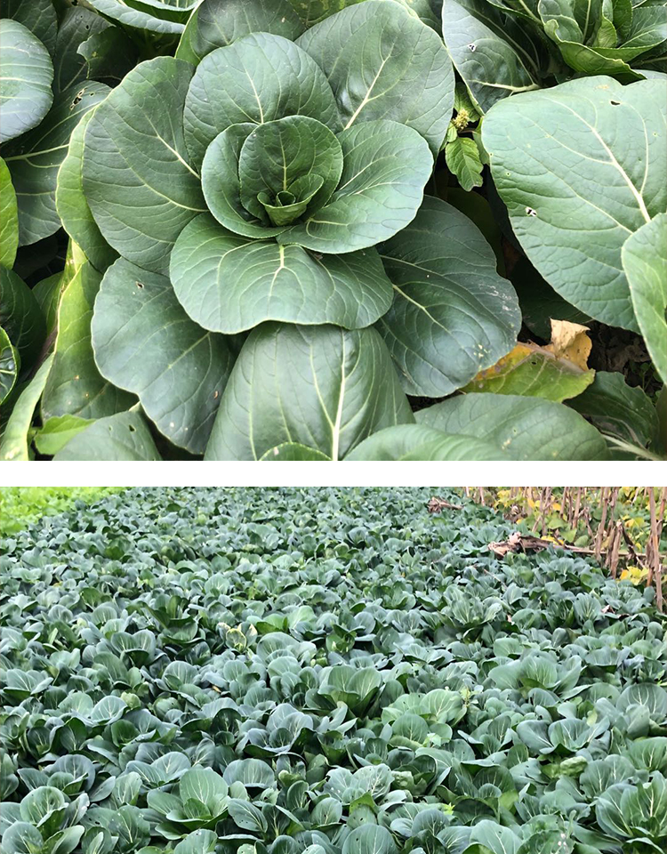 苏北农家霜冻上海青大青菜蔬菜新鲜苏州青矮脚打太湖黑油菜 1500g