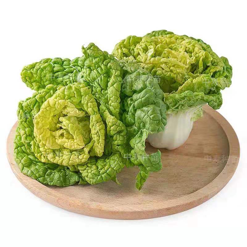 新鲜霜冻黄心菜农家黄心乌塌菜青菜黑白菜火锅蔬菜1斤3斤5斤5斤霜冻