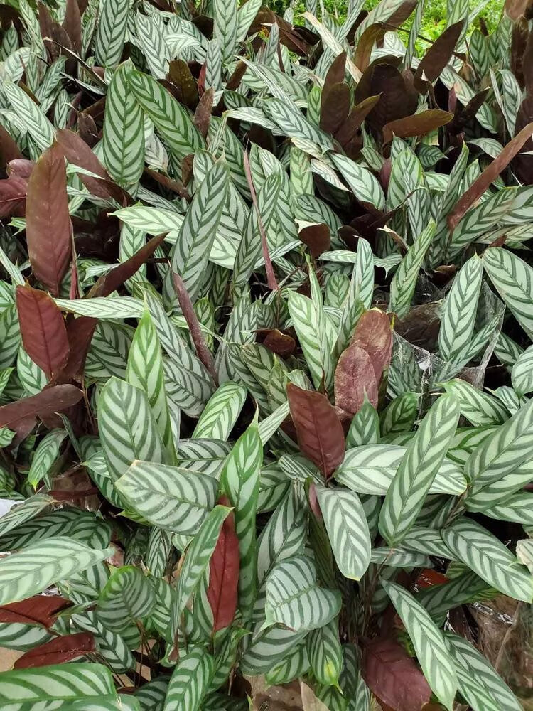 香葶苑新飞羽竹芋绿植室内大型观叶植物耐阴客厅盆栽植物12m13m原盆原