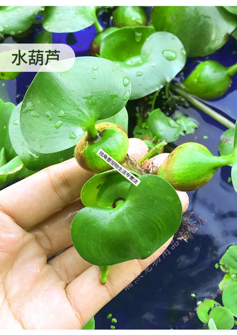 浮萍水草植物造景淨化水質的養龜缸養魚缸用品漂浮水芙蓉苗水葫蘆芝麻